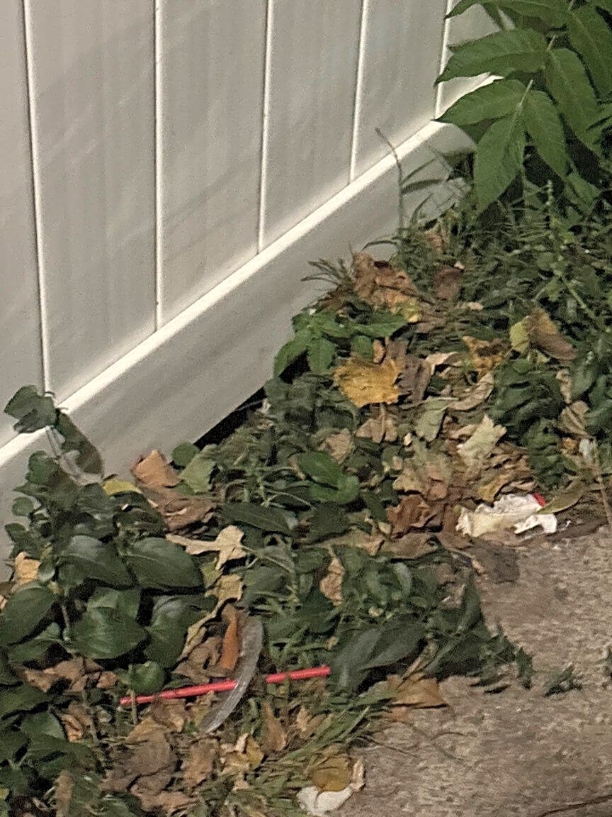 Image submitted with report