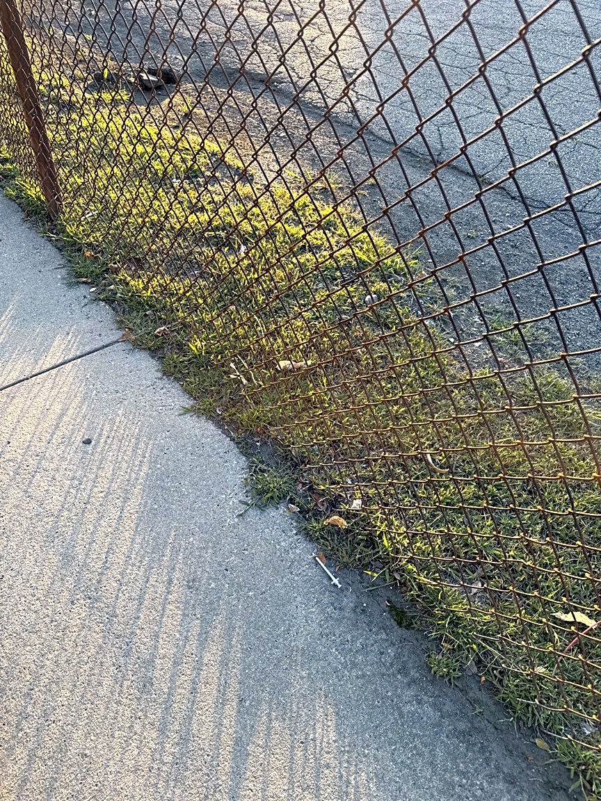 Image submitted with report