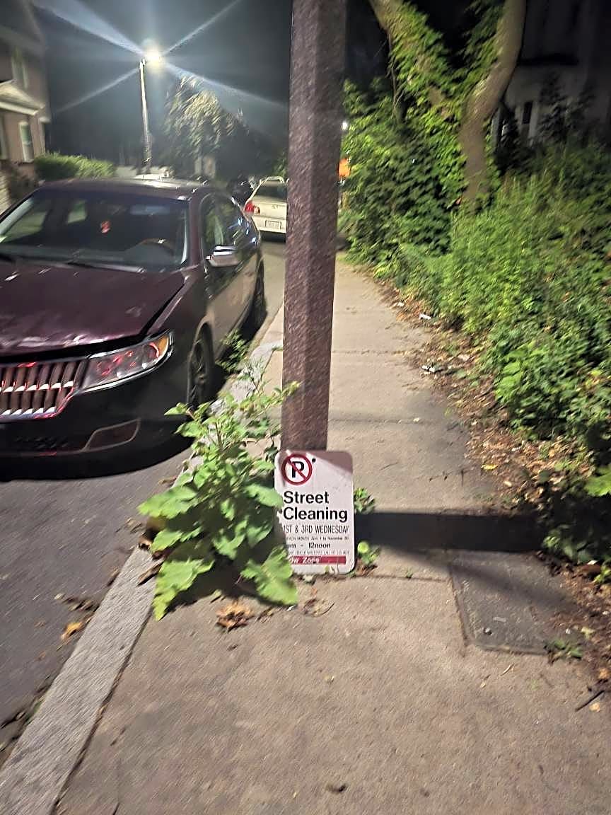 Image submitted with report