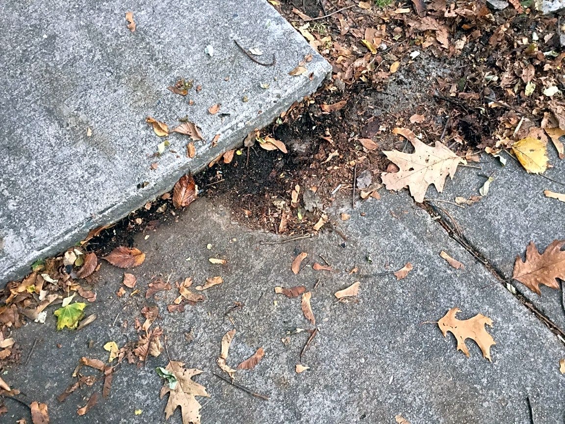 Image submitted with report