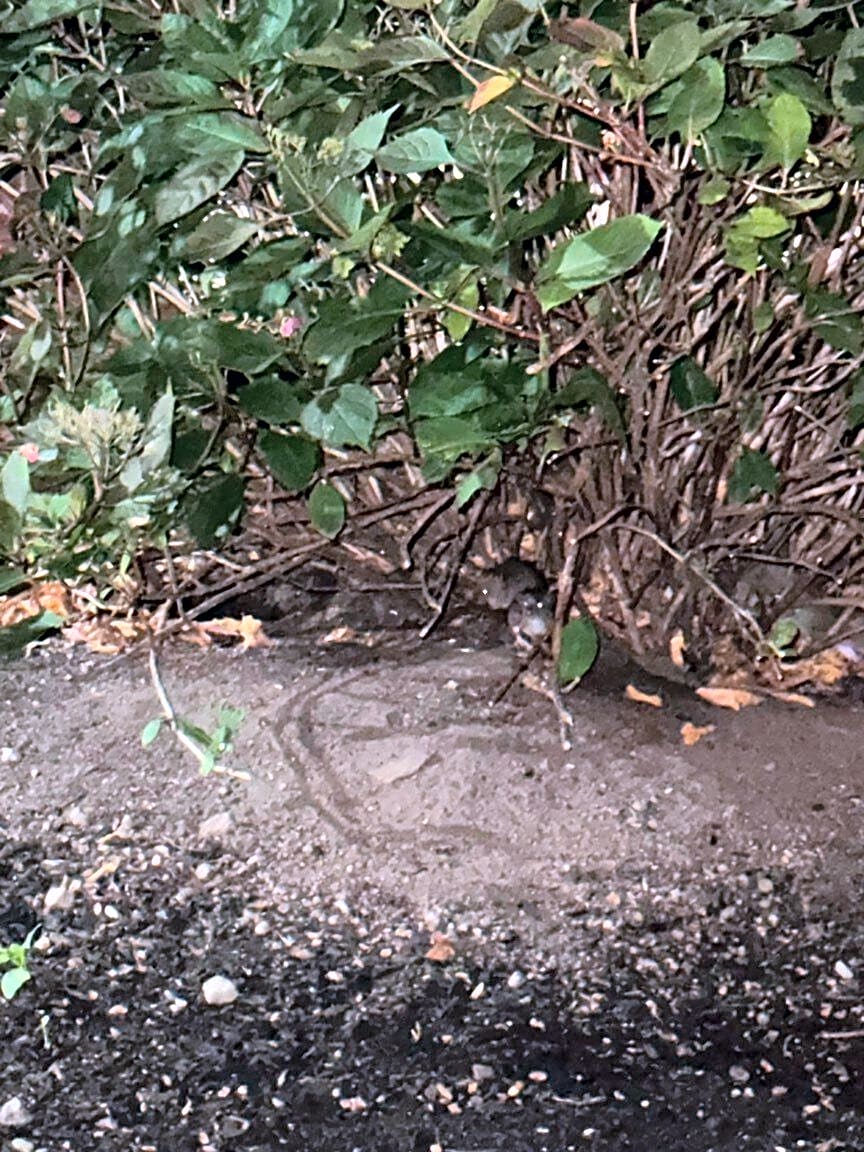 Image submitted with report