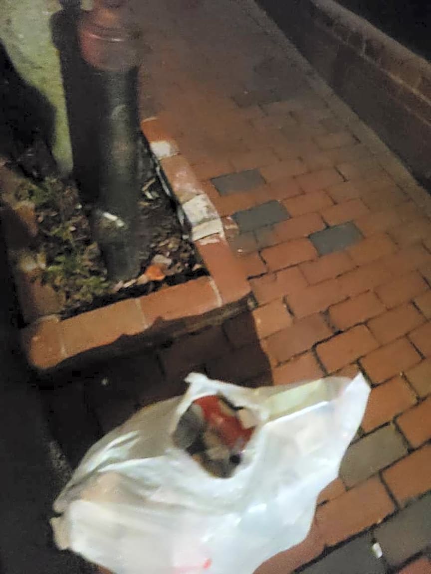 Image submitted with report