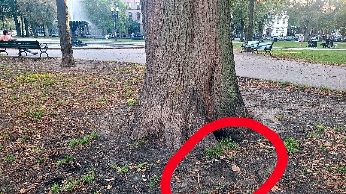 Image submitted with report