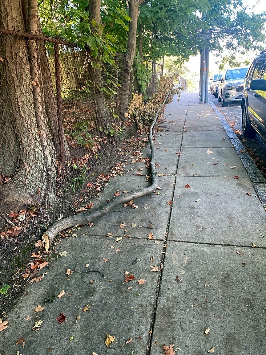Image submitted with report
