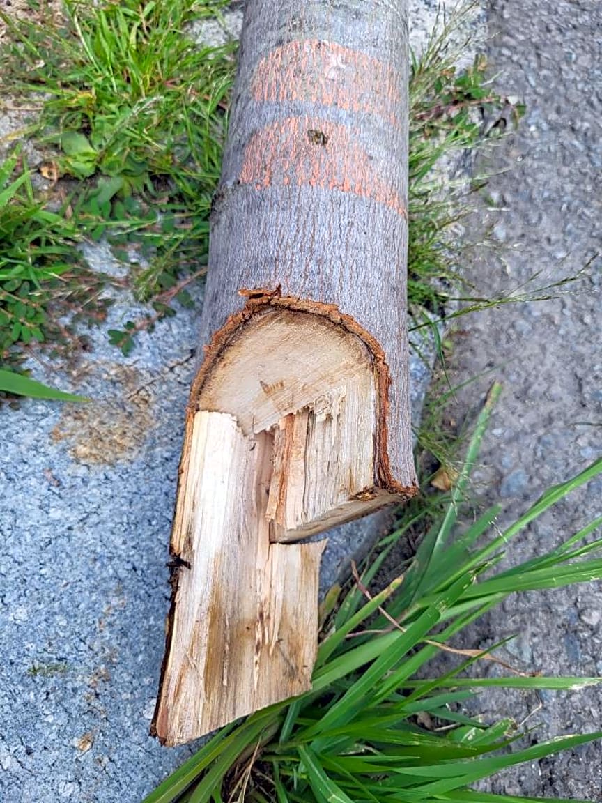 Image submitted with report