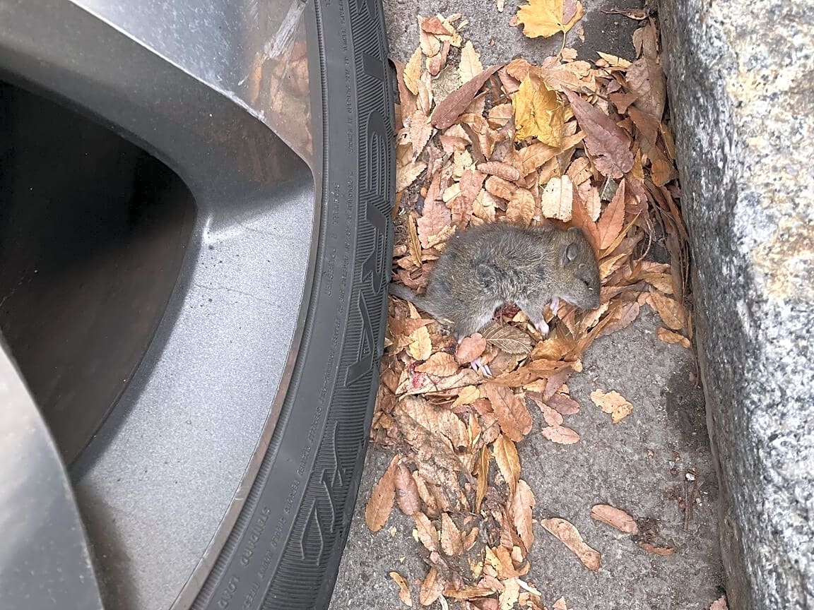 Image submitted with report