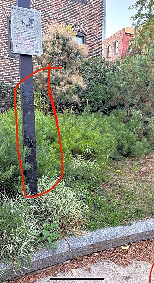 Image submitted with report
