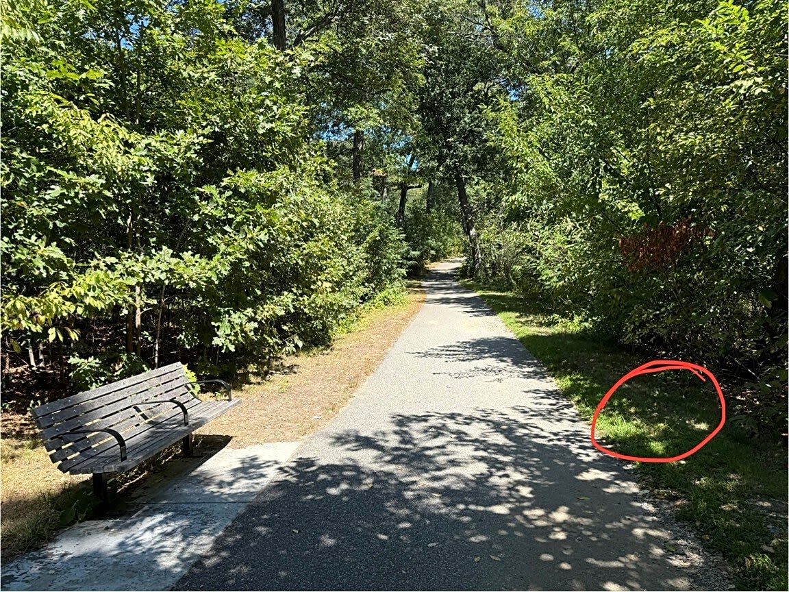 Image submitted with report