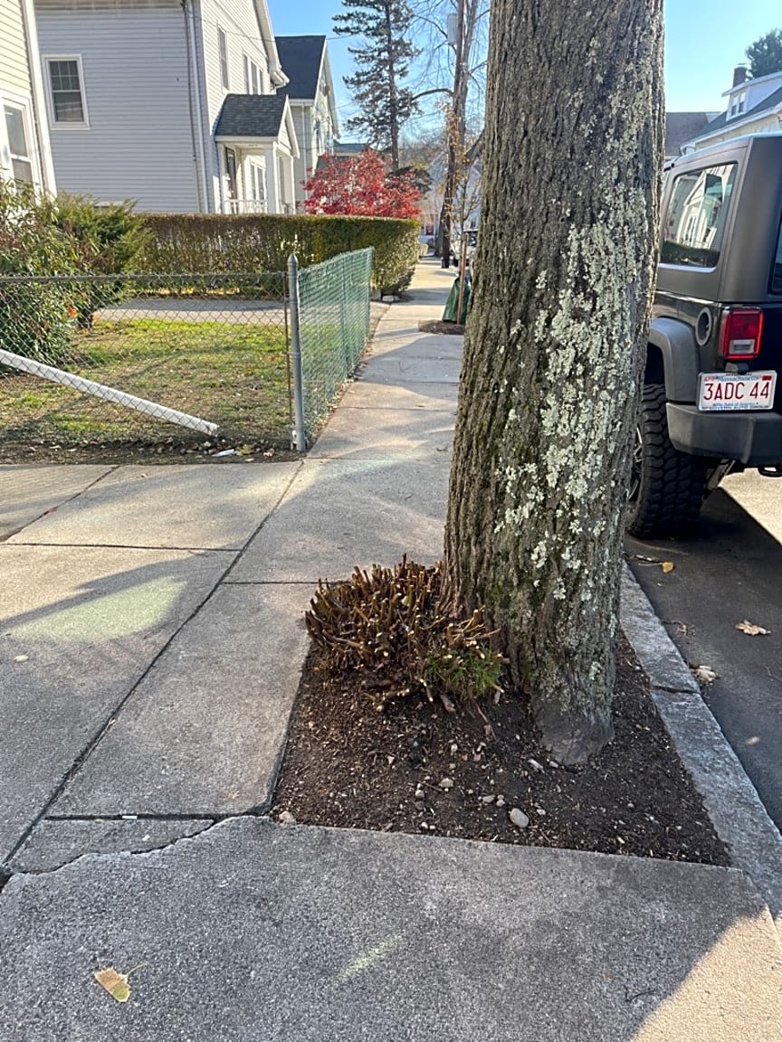 Image submitted with report