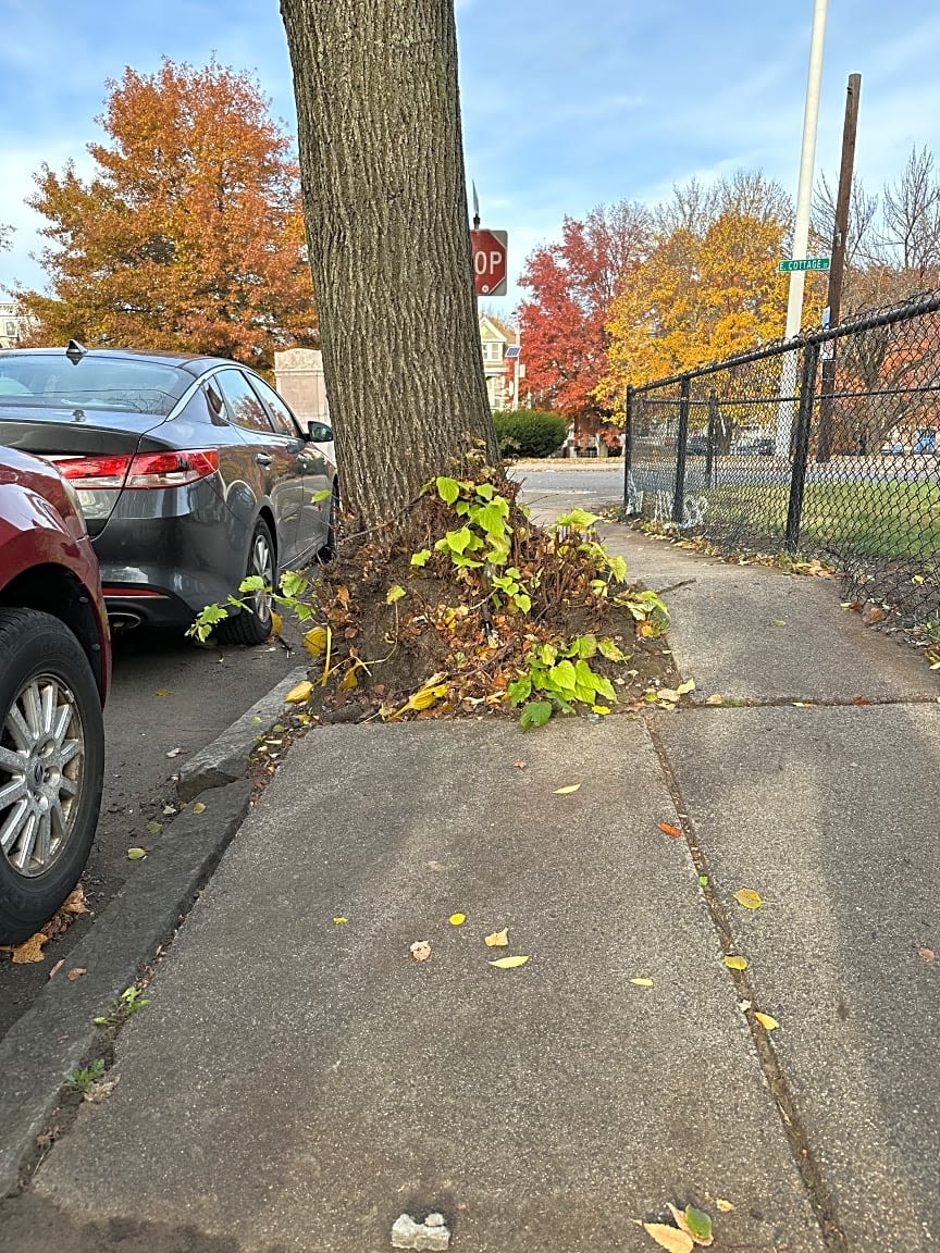 Image submitted with report