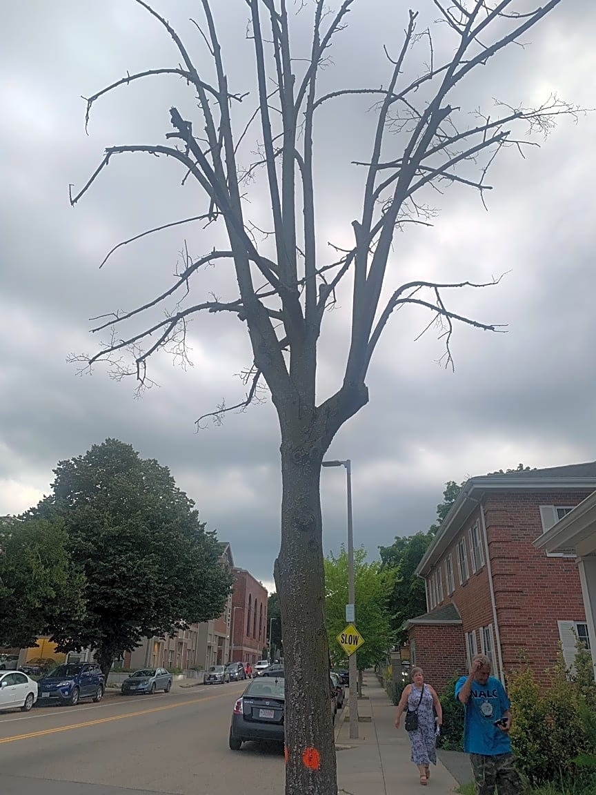 Image submitted with report