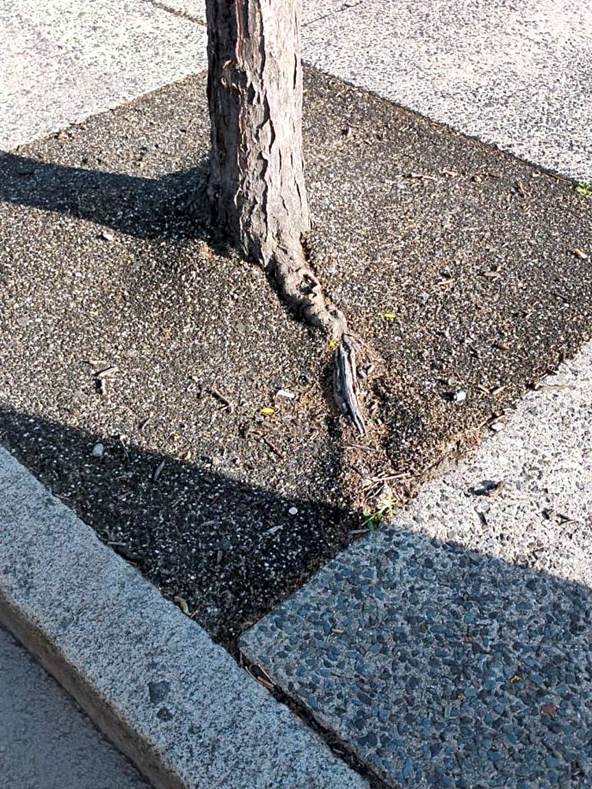 Image submitted with report