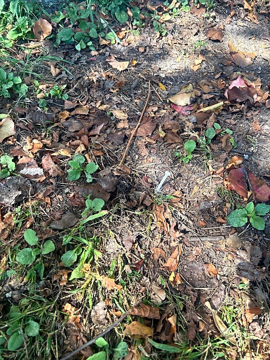 Image submitted with report