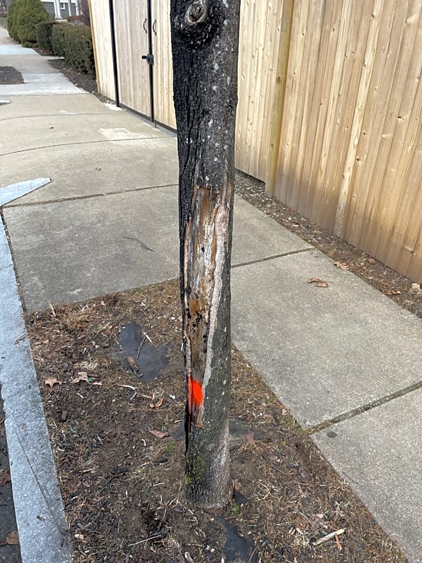 Image submitted with report