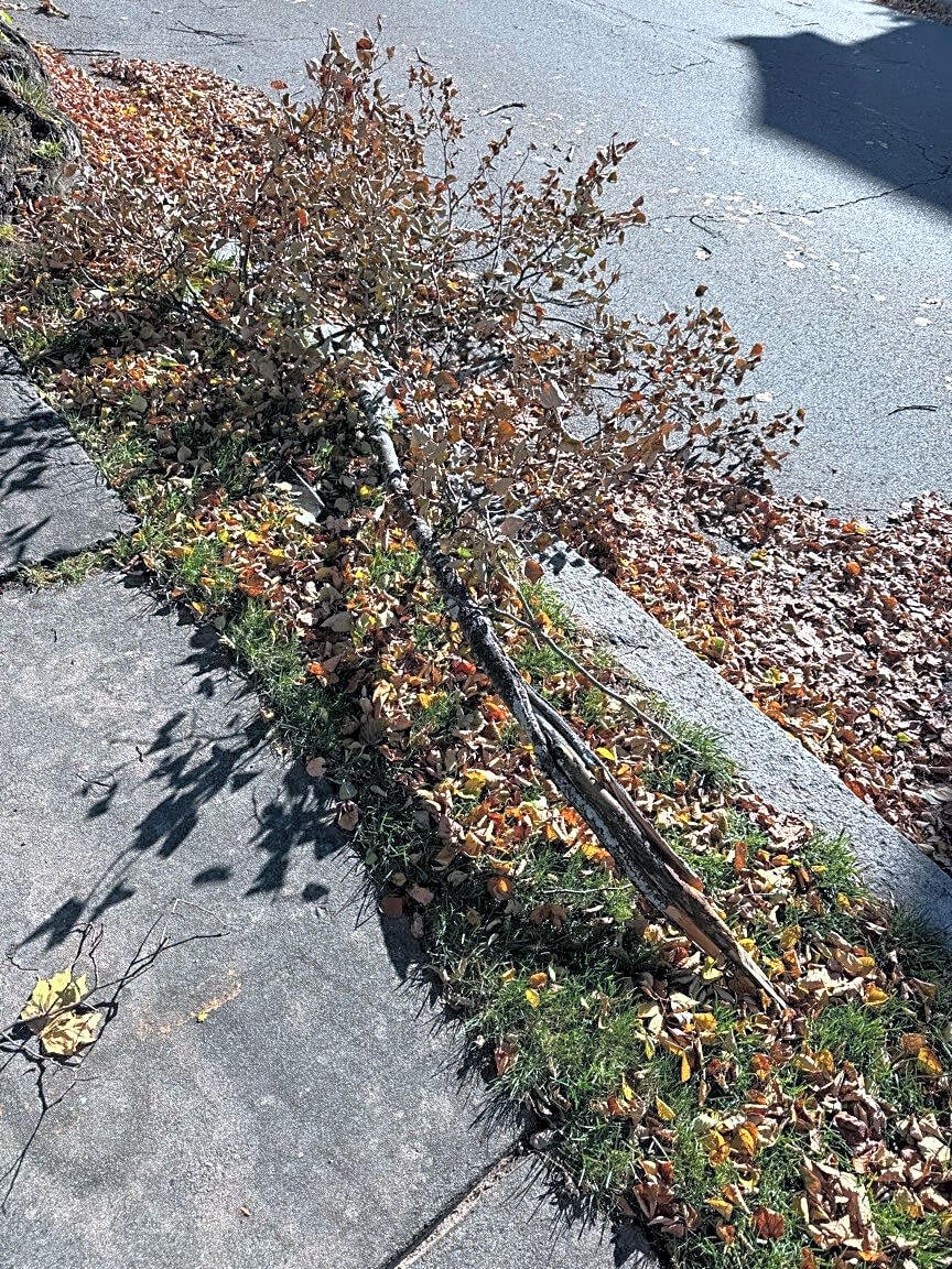 Image submitted with report