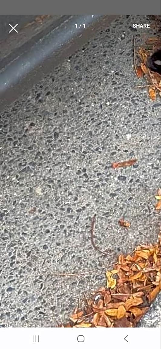 Image submitted with report