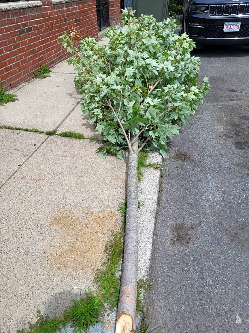 Image submitted with report