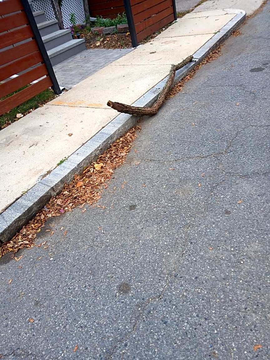 Image submitted with report