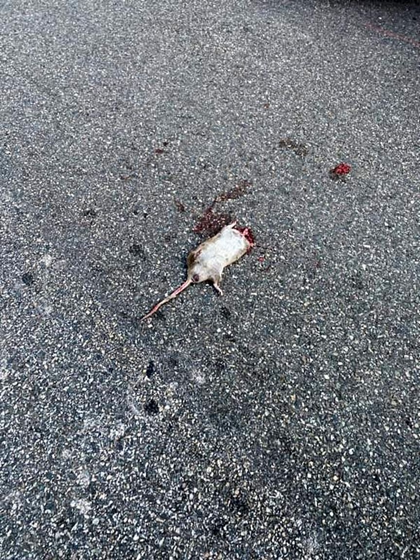 Image submitted with report