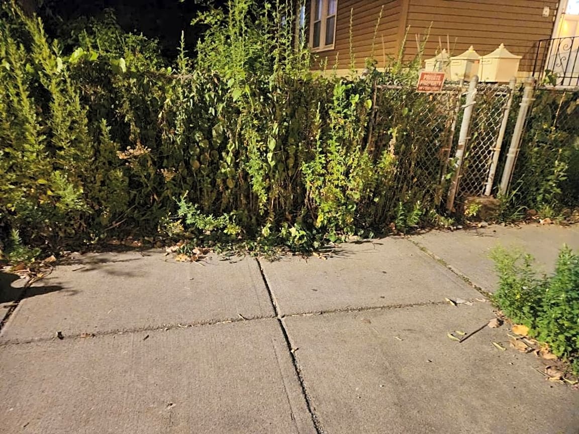 Image submitted with report