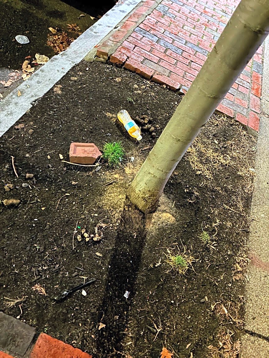 Image submitted with report