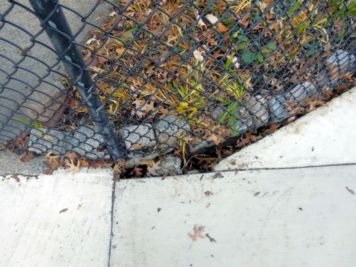 Image submitted with report