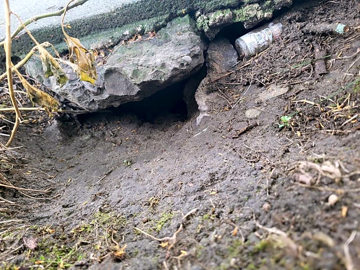Image submitted with report