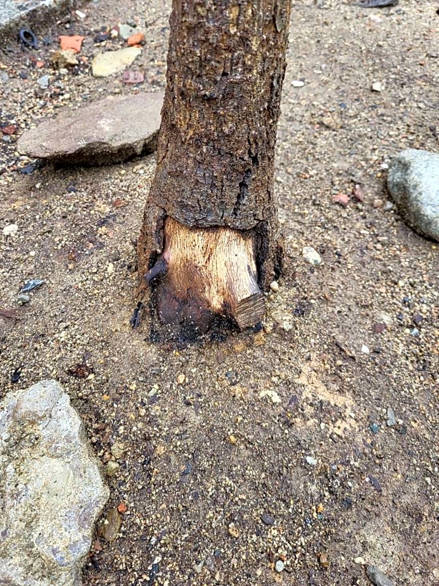 Image submitted with report