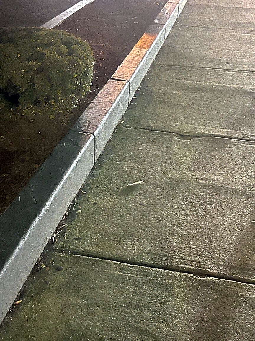 Image submitted with report