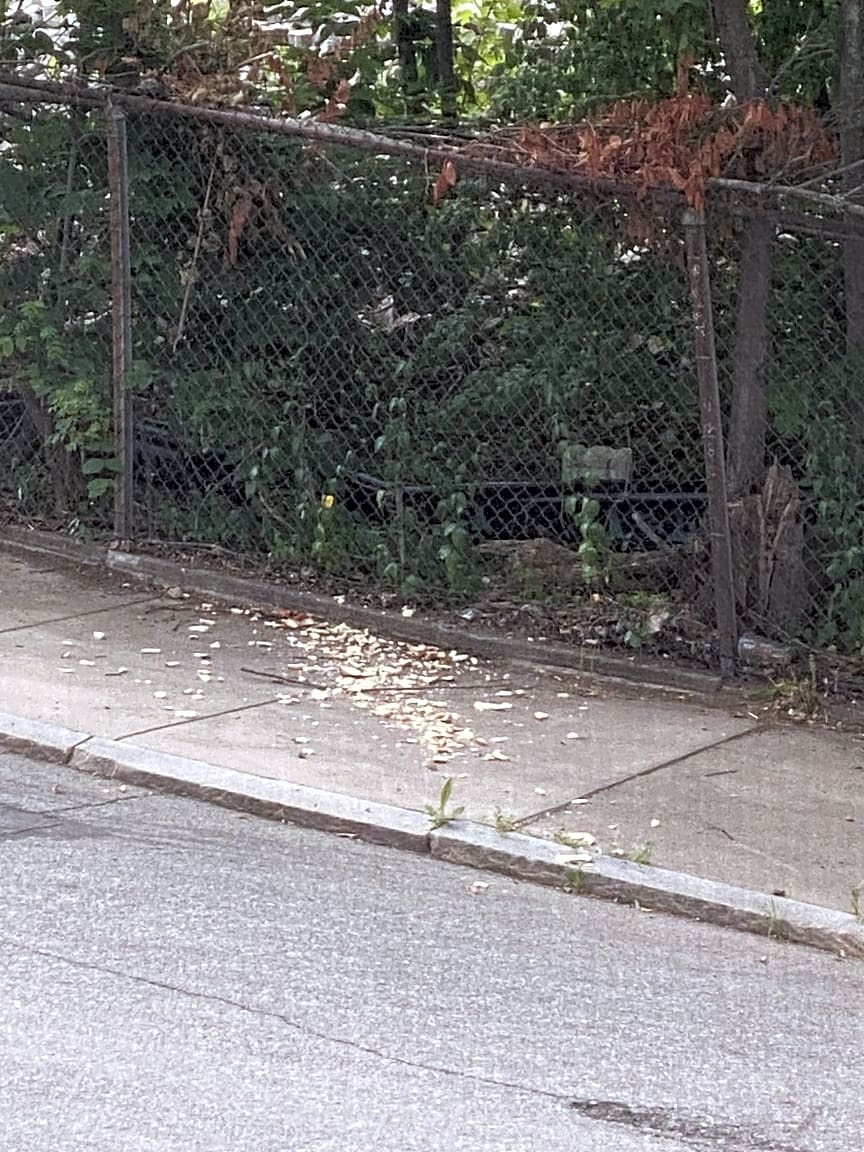 Image submitted with report