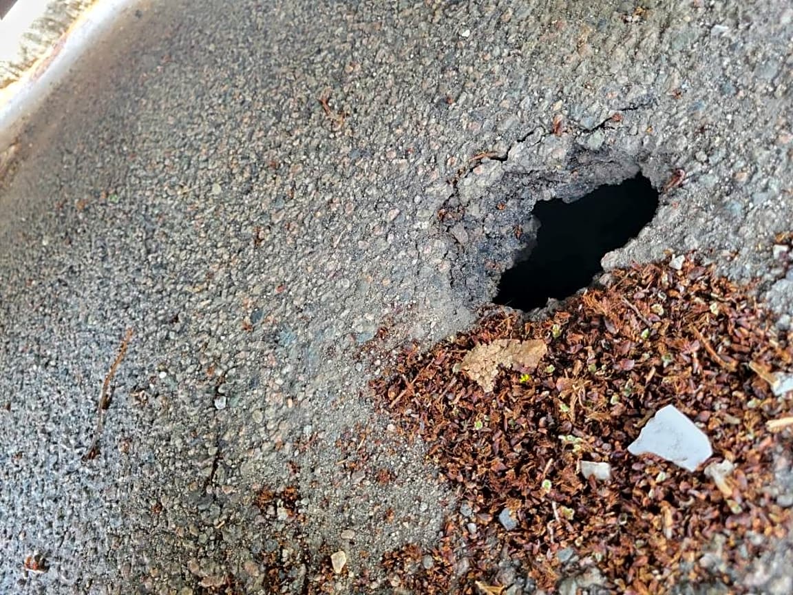 Image submitted with report