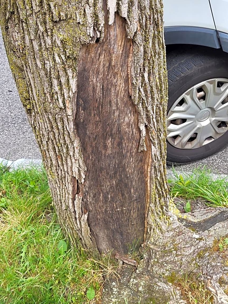 Image submitted with report