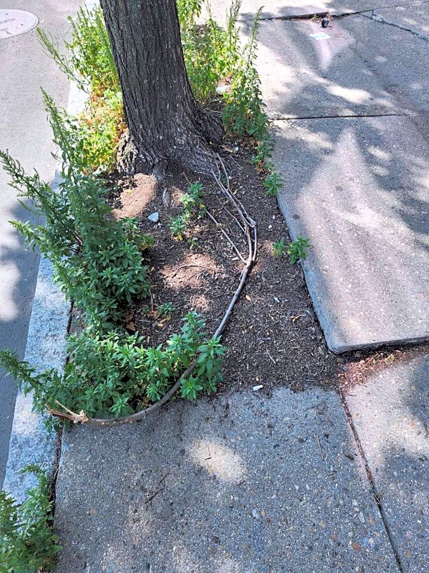 Image submitted with report