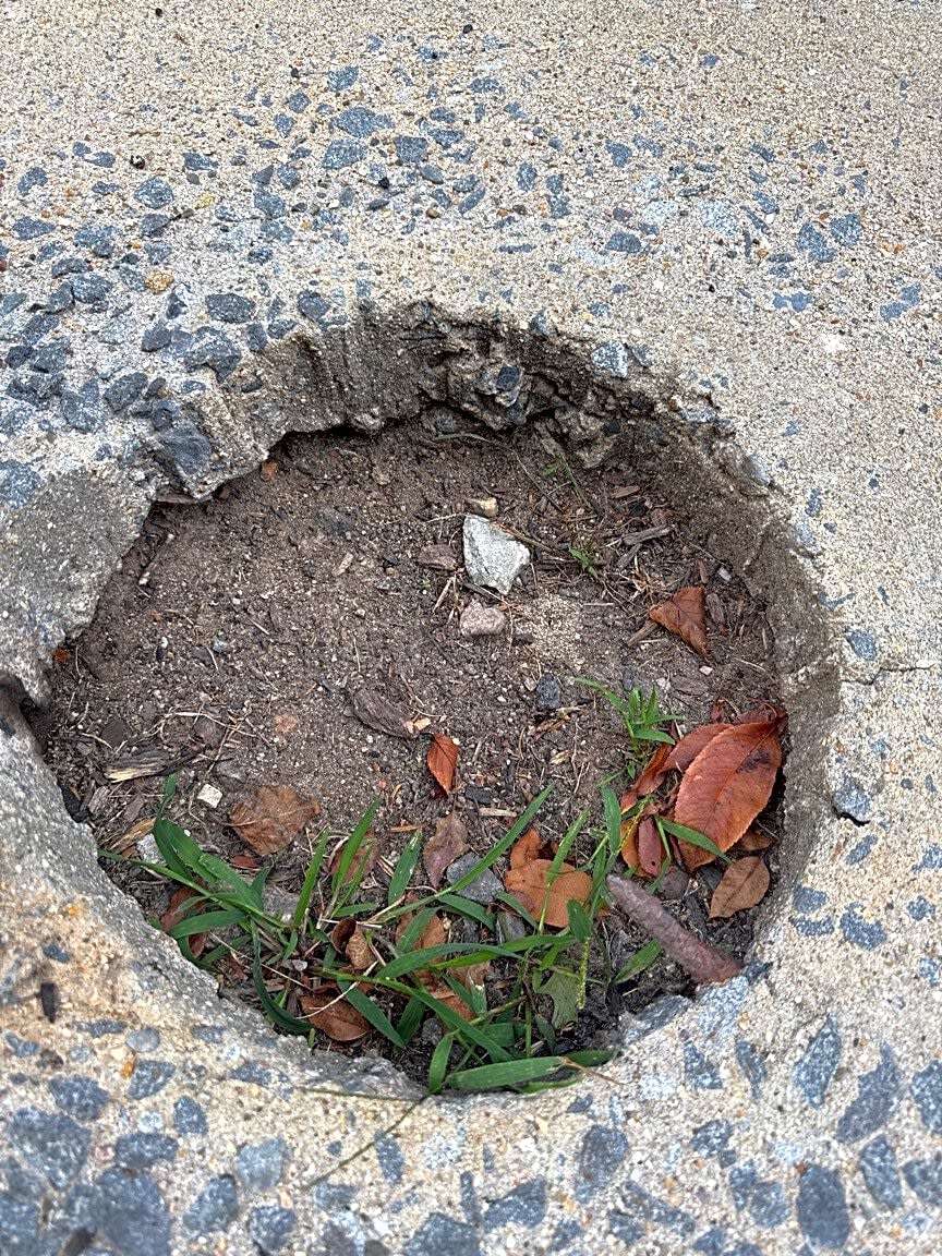 Image submitted with report
