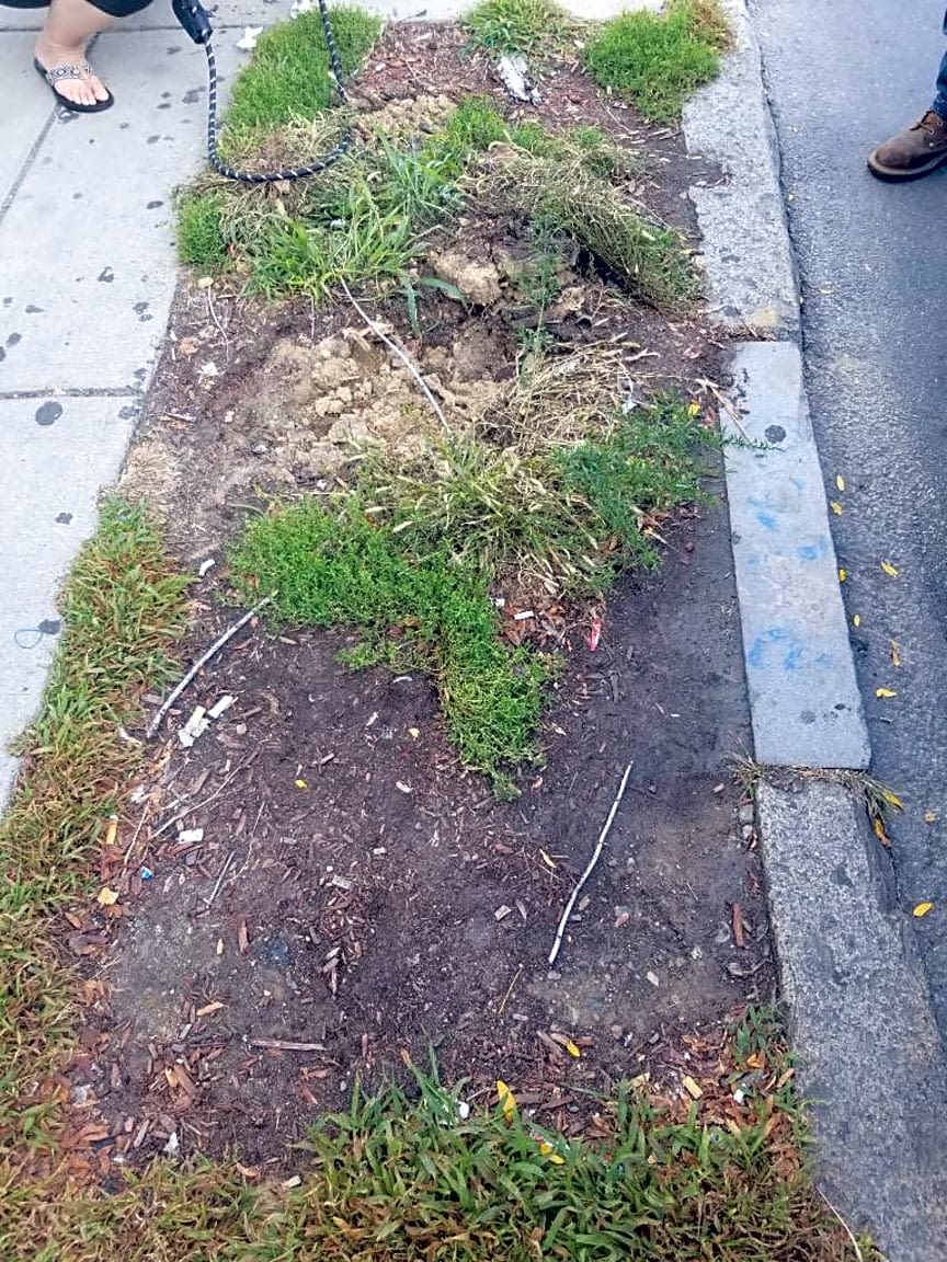 Image submitted with report