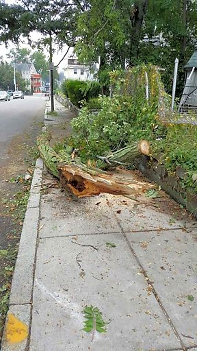 Image submitted with report