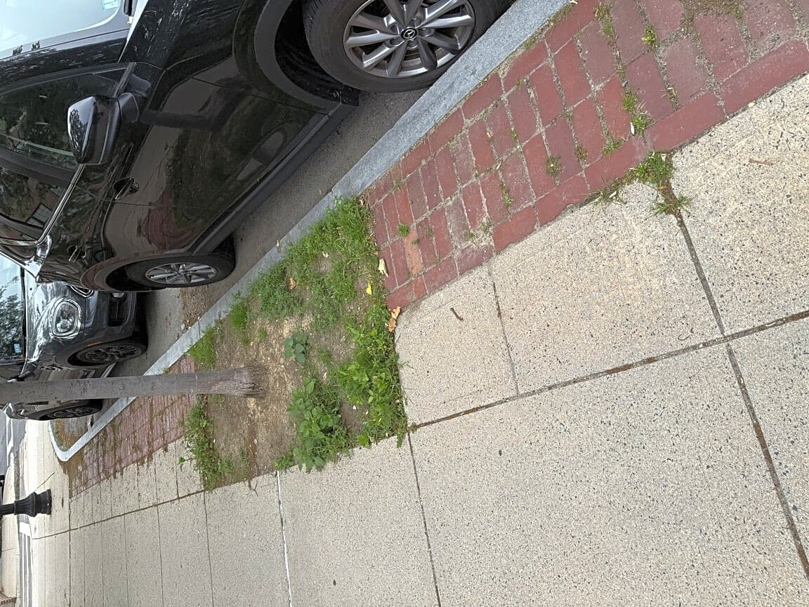 Image submitted with report