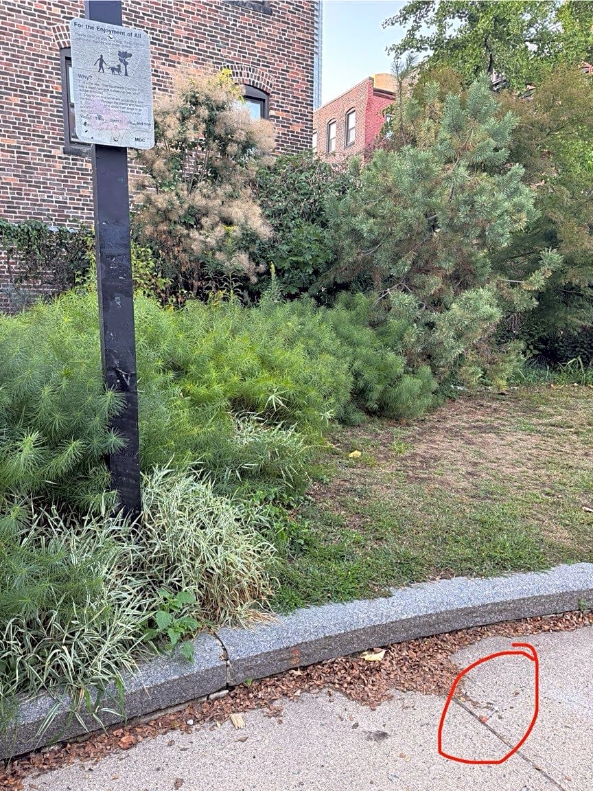 Image submitted with report