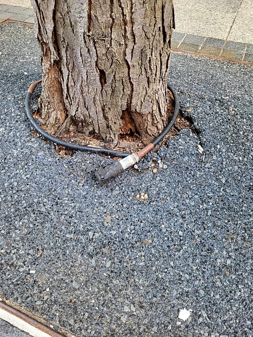 Image submitted with report