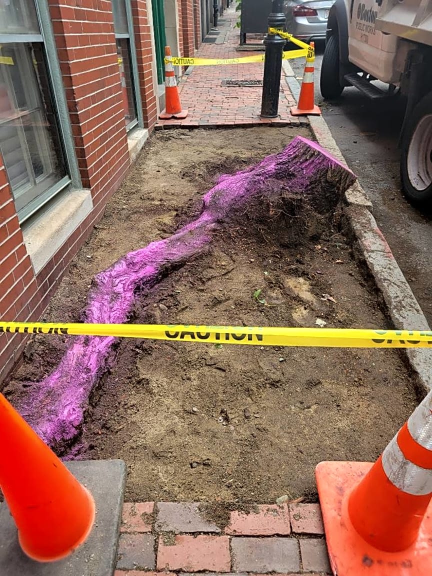 Image submitted with report