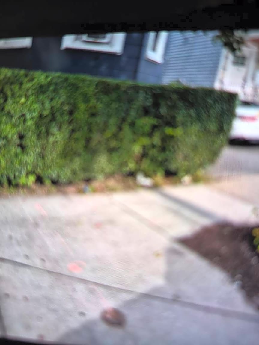 Image submitted with report