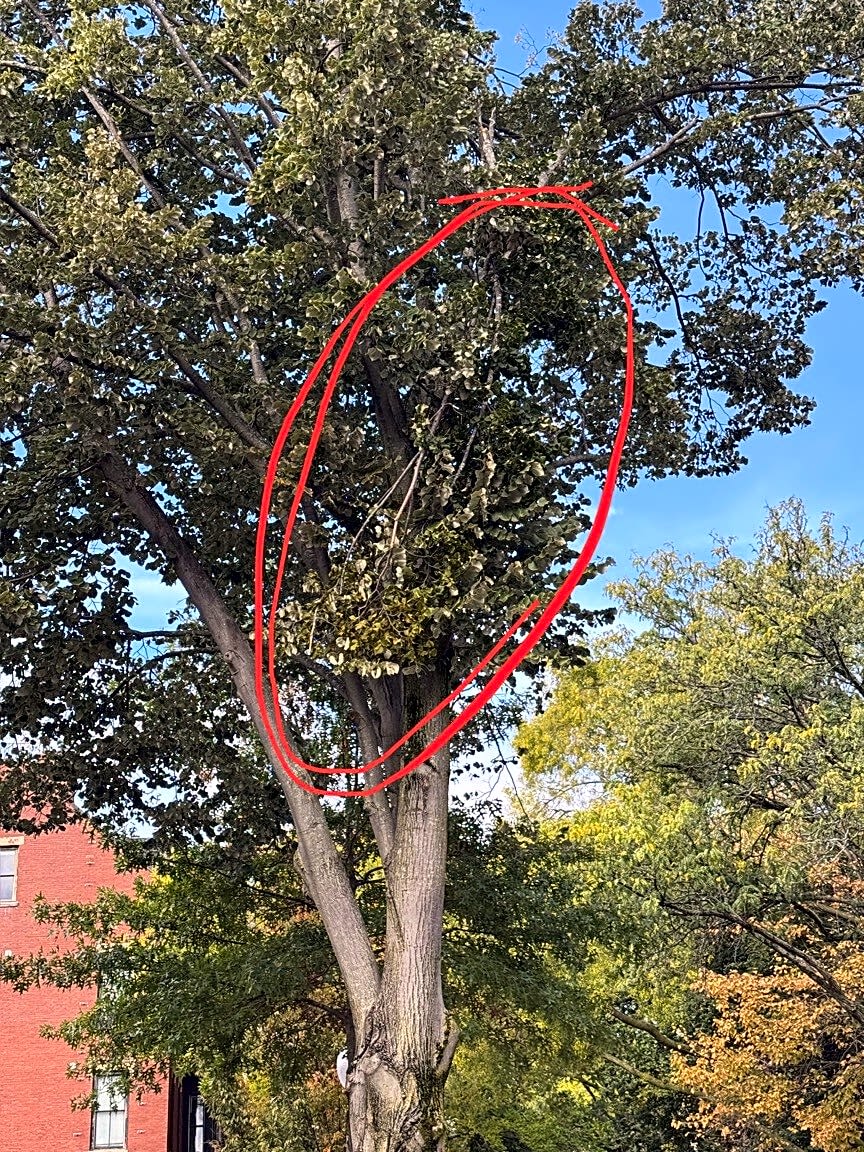 Image submitted with report