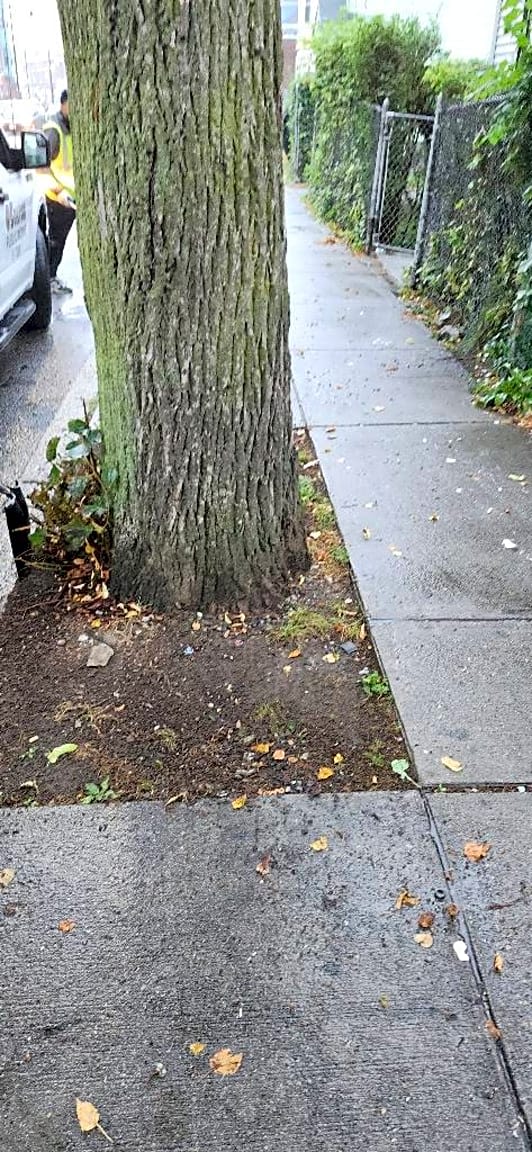 Image submitted with report