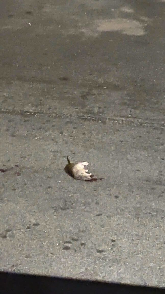 Image submitted with report