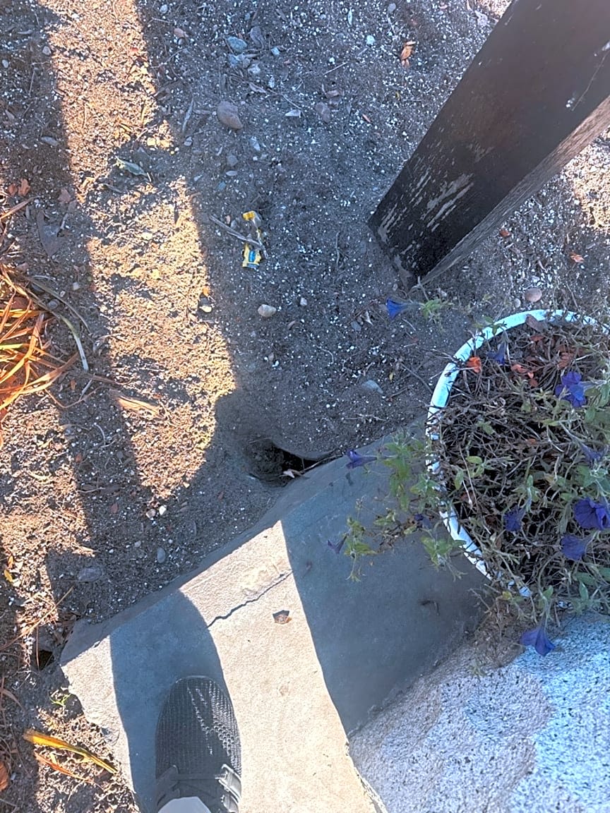 Image submitted with report