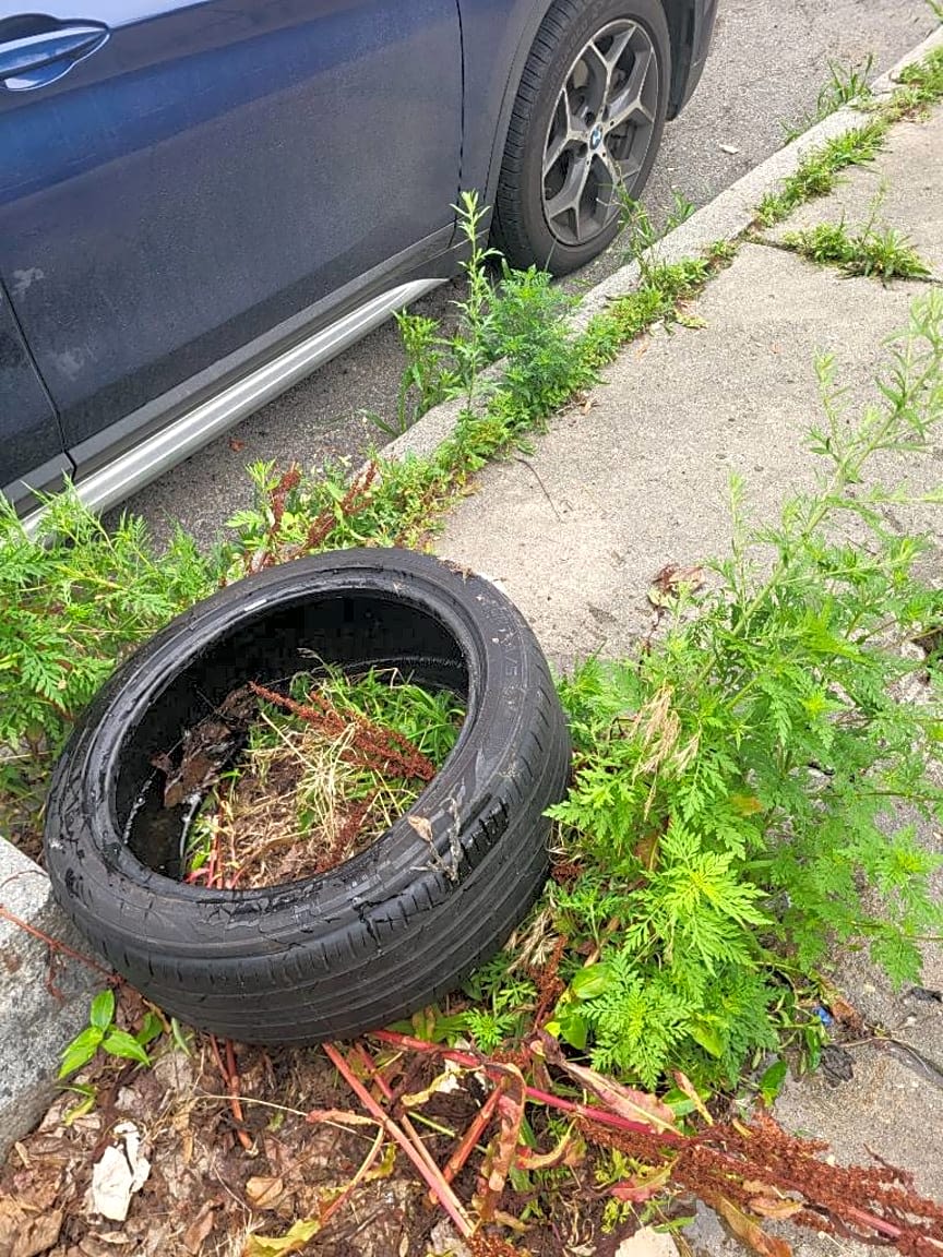 Image submitted with report