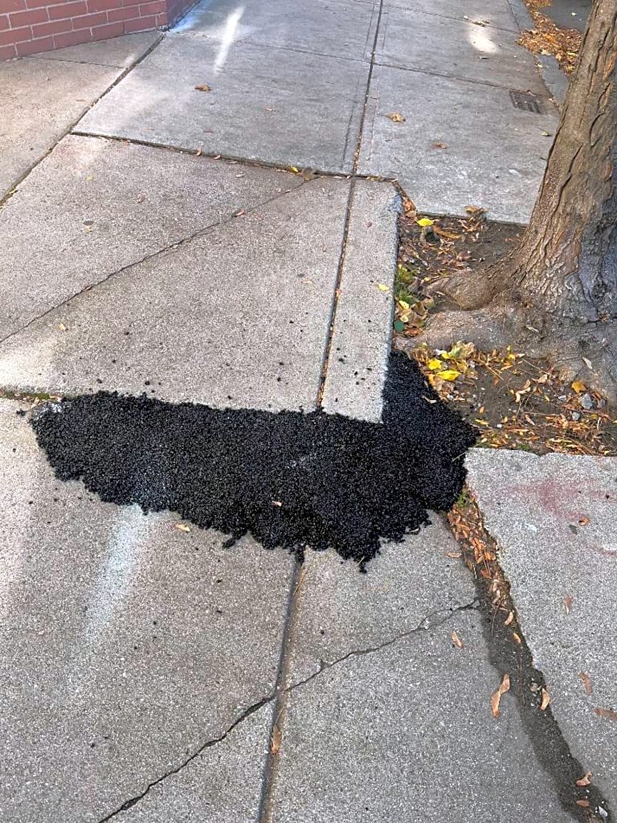 Image submitted with report