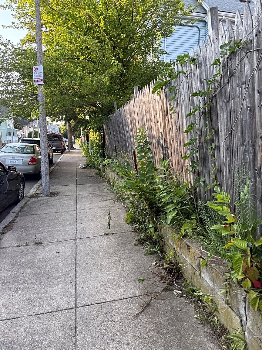 Image submitted with report