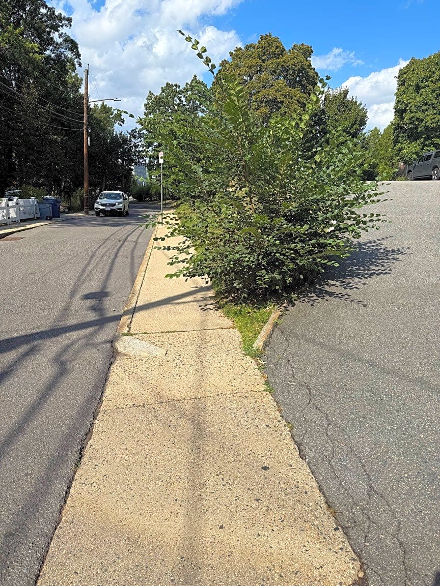 Image submitted with report