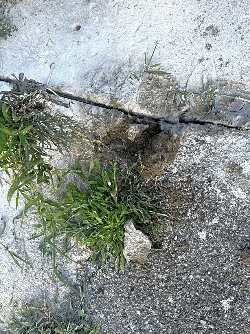 Image submitted with report